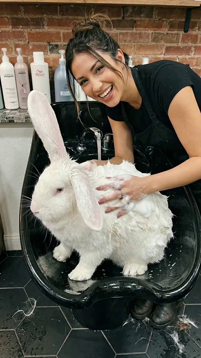 Poster frame: Rabbit gets a punk haircut: multi-clip Veo 3.1 Lite via Glif